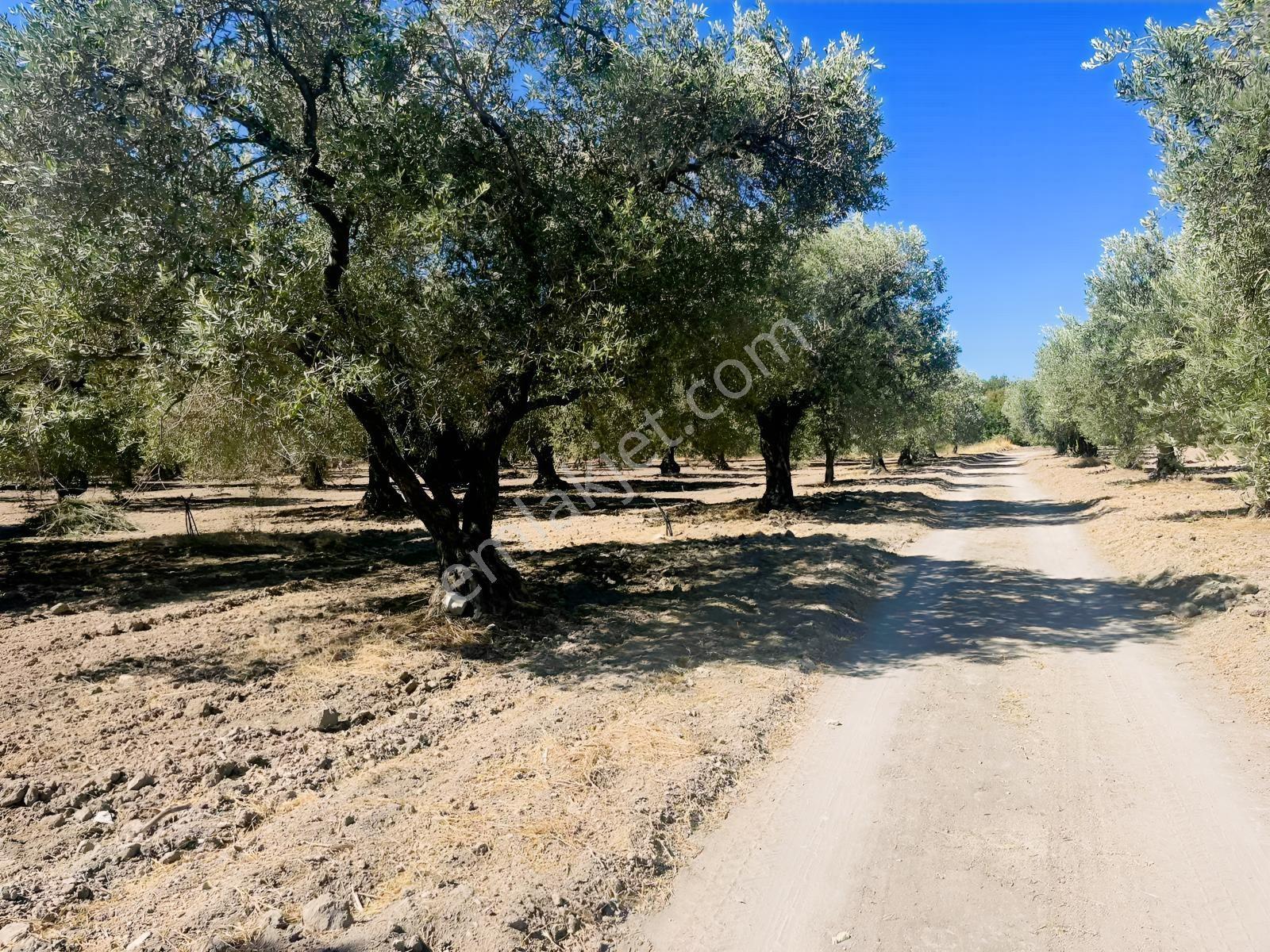 Akhisar Ballıcada 13 Dönüm Zeytinlik — fotoğraf 33