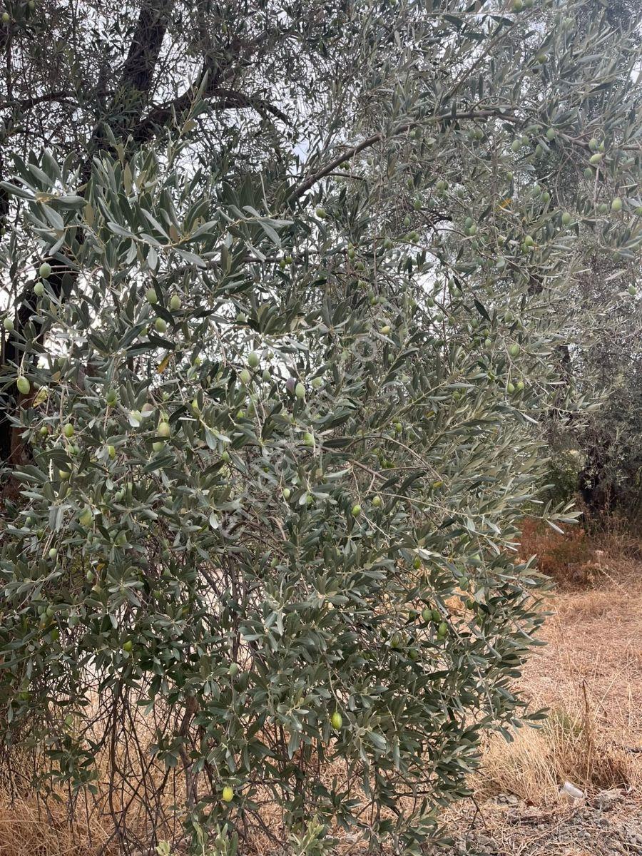 Seydikemer Güneşli Mah'de İlkon'dan Satılık Arazi — fotoğraf 6