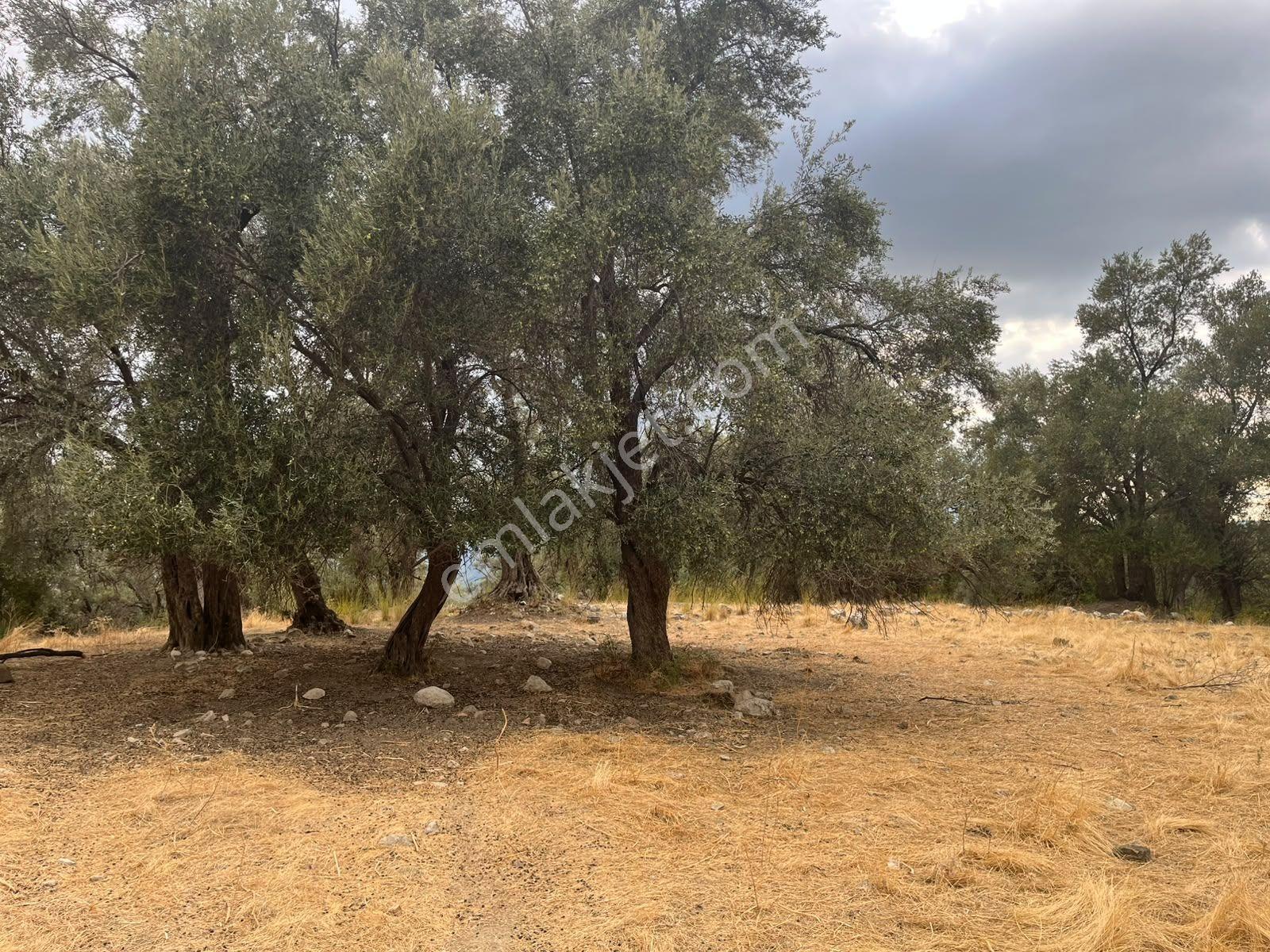 Seydikemer Güneşli Mah'de İlkon'dan Satılık Arazi — fotoğraf 12