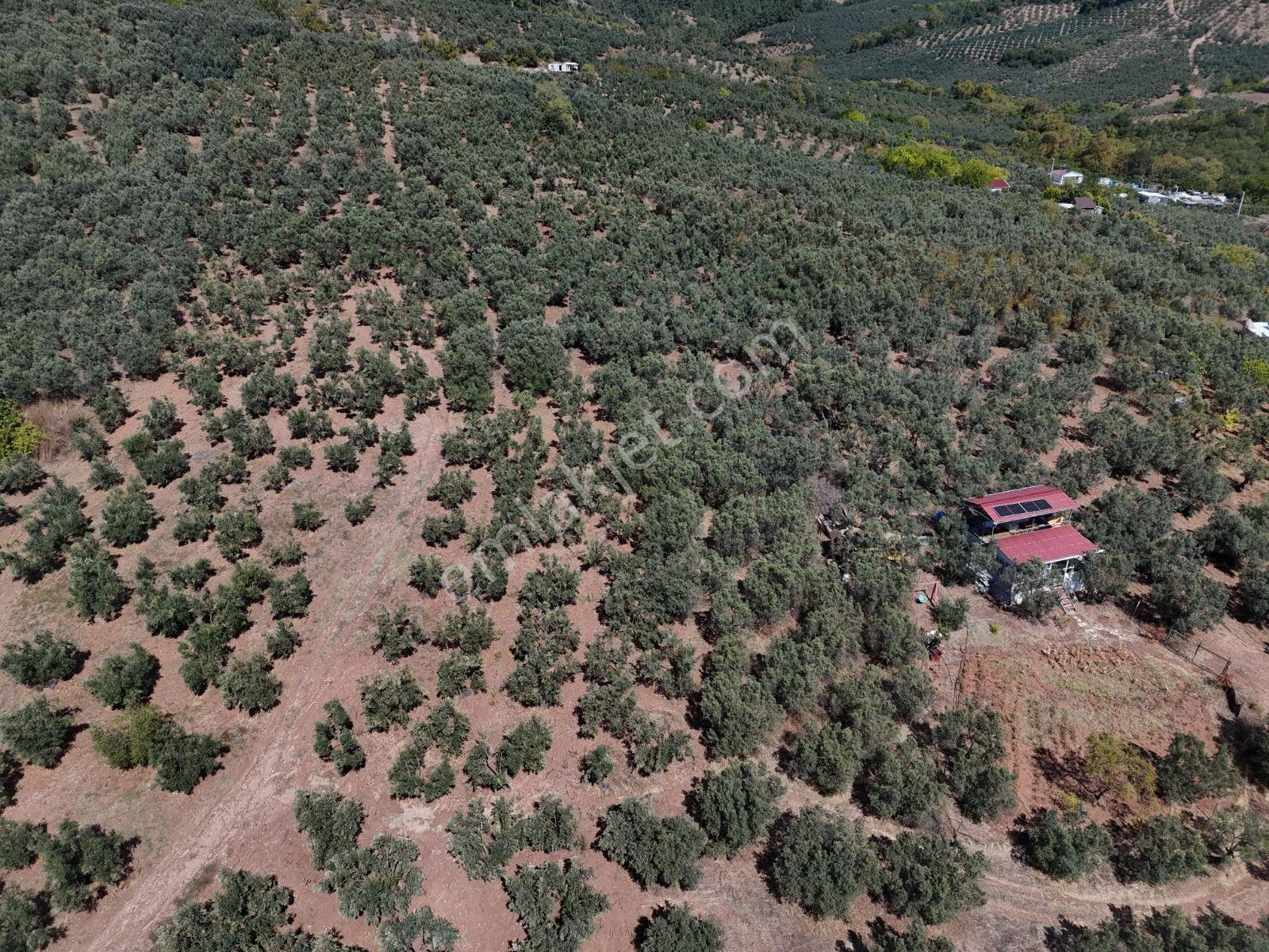 Https://www.sahibinden.com/ilan/emlak-arsa-satilik-bursa-mudanya-derekoy-de-satilik-yatirimlik-zeyti — fotoğraf 6