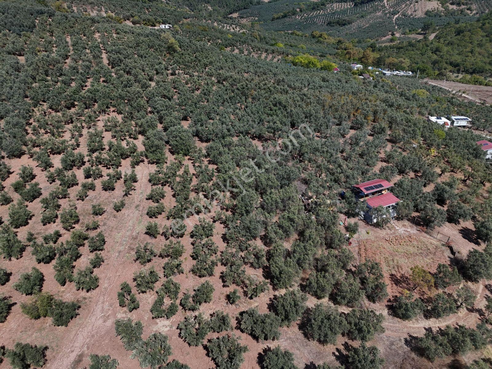 Https://www.sahibinden.com/ilan/emlak-arsa-satilik-bursa-mudanya-derekoy-de-satilik-yatirimlik-zeyti — fotoğraf 7