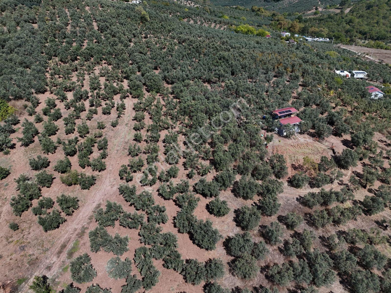 Https://www.sahibinden.com/ilan/emlak-arsa-satilik-bursa-mudanya-derekoy-de-satilik-yatirimlik-zeyti — fotoğraf 8