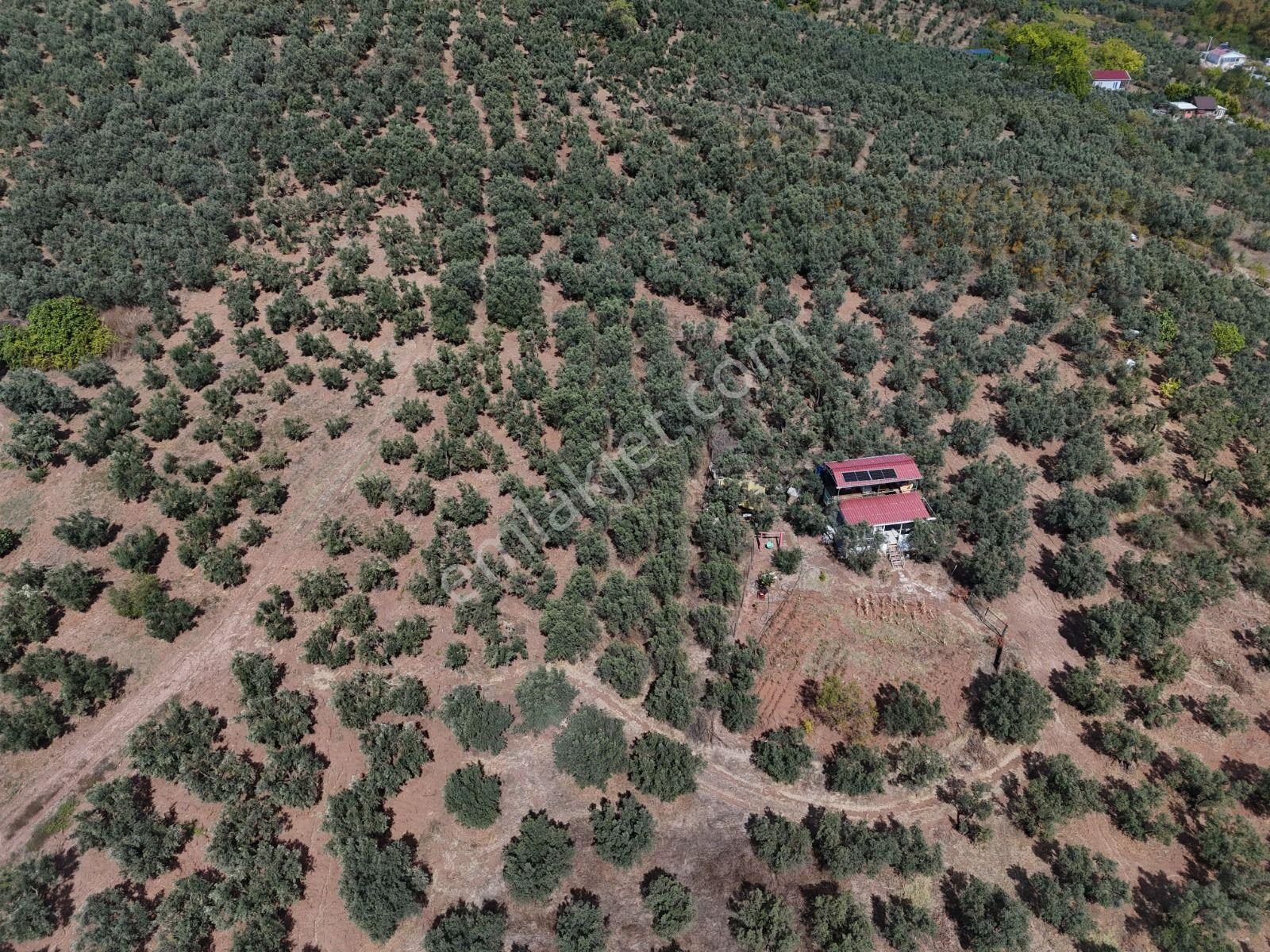 Https://www.sahibinden.com/ilan/emlak-arsa-satilik-bursa-mudanya-derekoy-de-satilik-yatirimlik-zeyti — fotoğraf 9