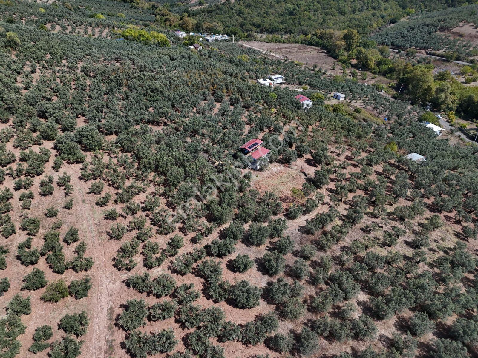 Https://www.sahibinden.com/ilan/emlak-arsa-satilik-bursa-mudanya-derekoy-de-satilik-yatirimlik-zeyti — fotoğraf 11