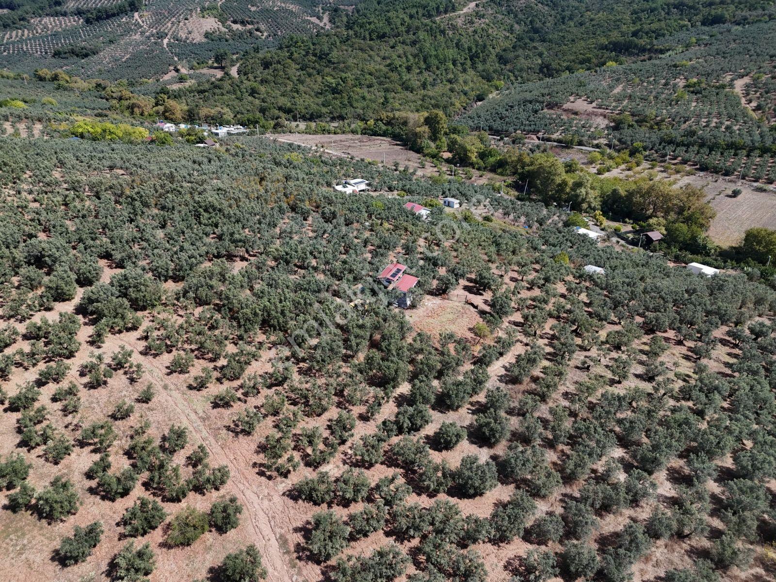 Https://www.sahibinden.com/ilan/emlak-arsa-satilik-bursa-mudanya-derekoy-de-satilik-yatirimlik-zeyti — fotoğraf 12