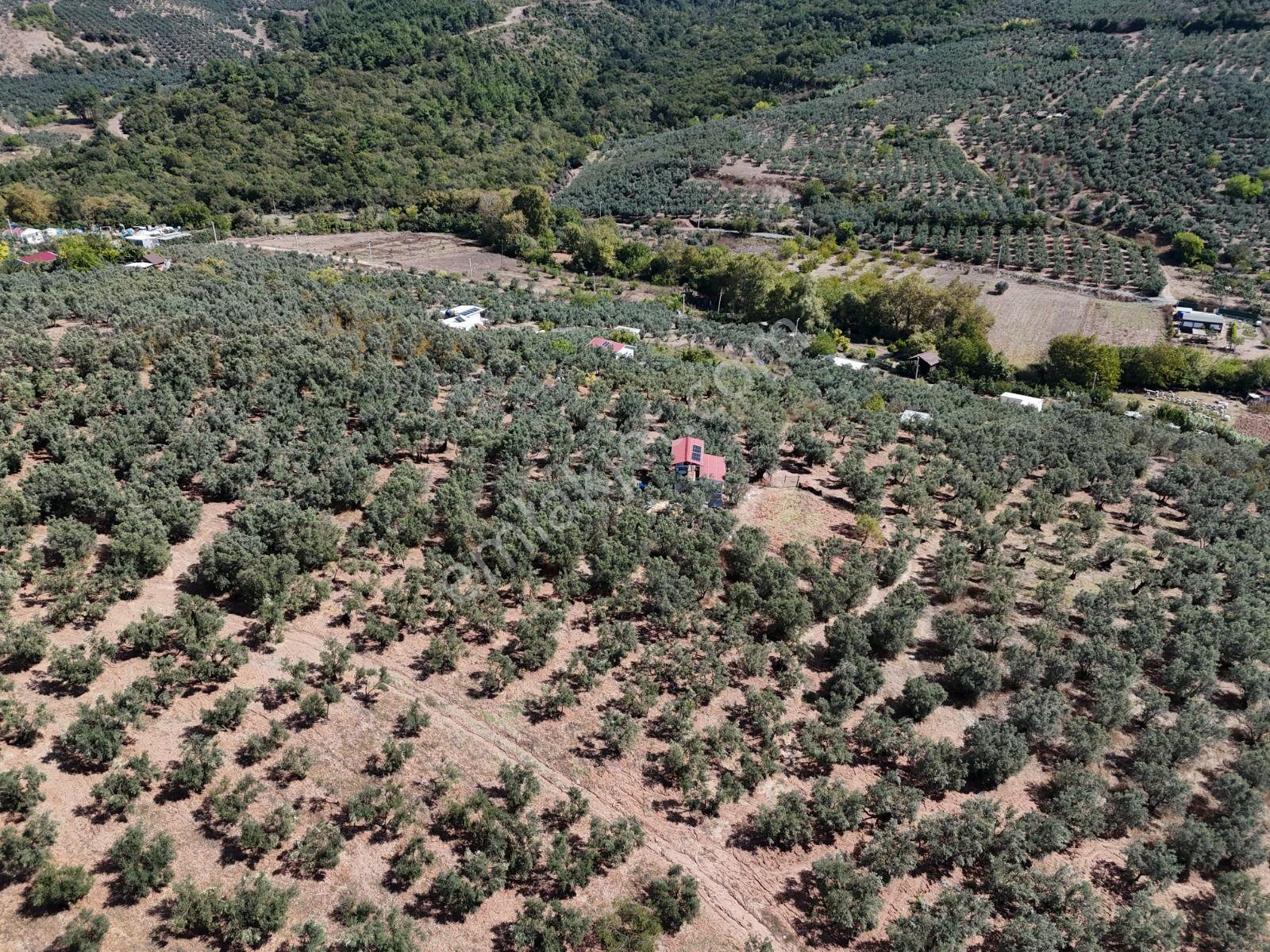 Https://www.sahibinden.com/ilan/emlak-arsa-satilik-bursa-mudanya-derekoy-de-satilik-yatirimlik-zeyti — fotoğraf 13