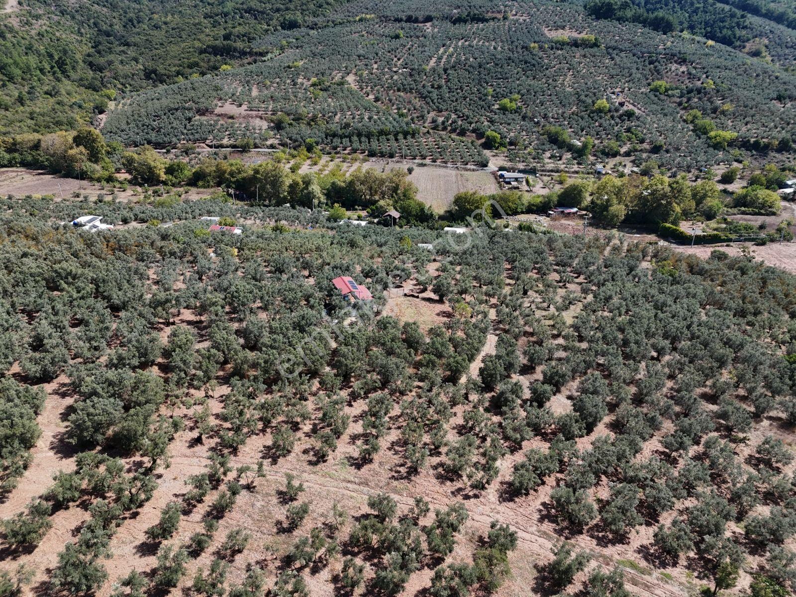 Https://www.sahibinden.com/ilan/emlak-arsa-satilik-bursa-mudanya-derekoy-de-satilik-yatirimlik-zeyti — fotoğraf 14