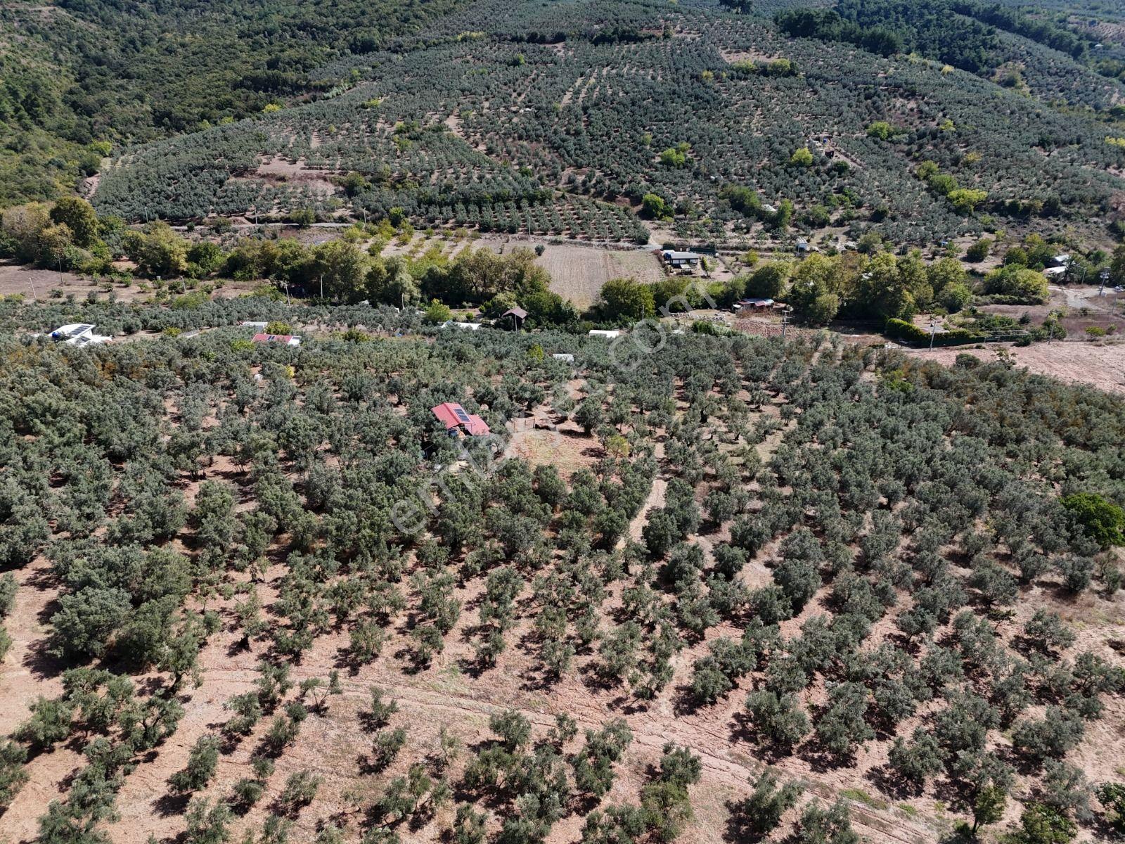 Https://www.sahibinden.com/ilan/emlak-arsa-satilik-bursa-mudanya-derekoy-de-satilik-yatirimlik-zeyti — fotoğraf 15