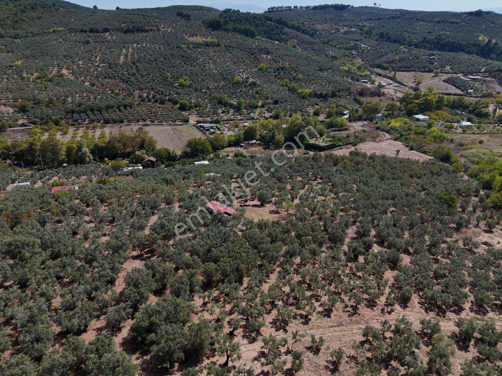 Https://www.sahibinden.com/ilan/emlak-arsa-satilik-bursa-mudanya-derekoy-de-satilik-yatirimlik-zeyti — fotoğraf 16