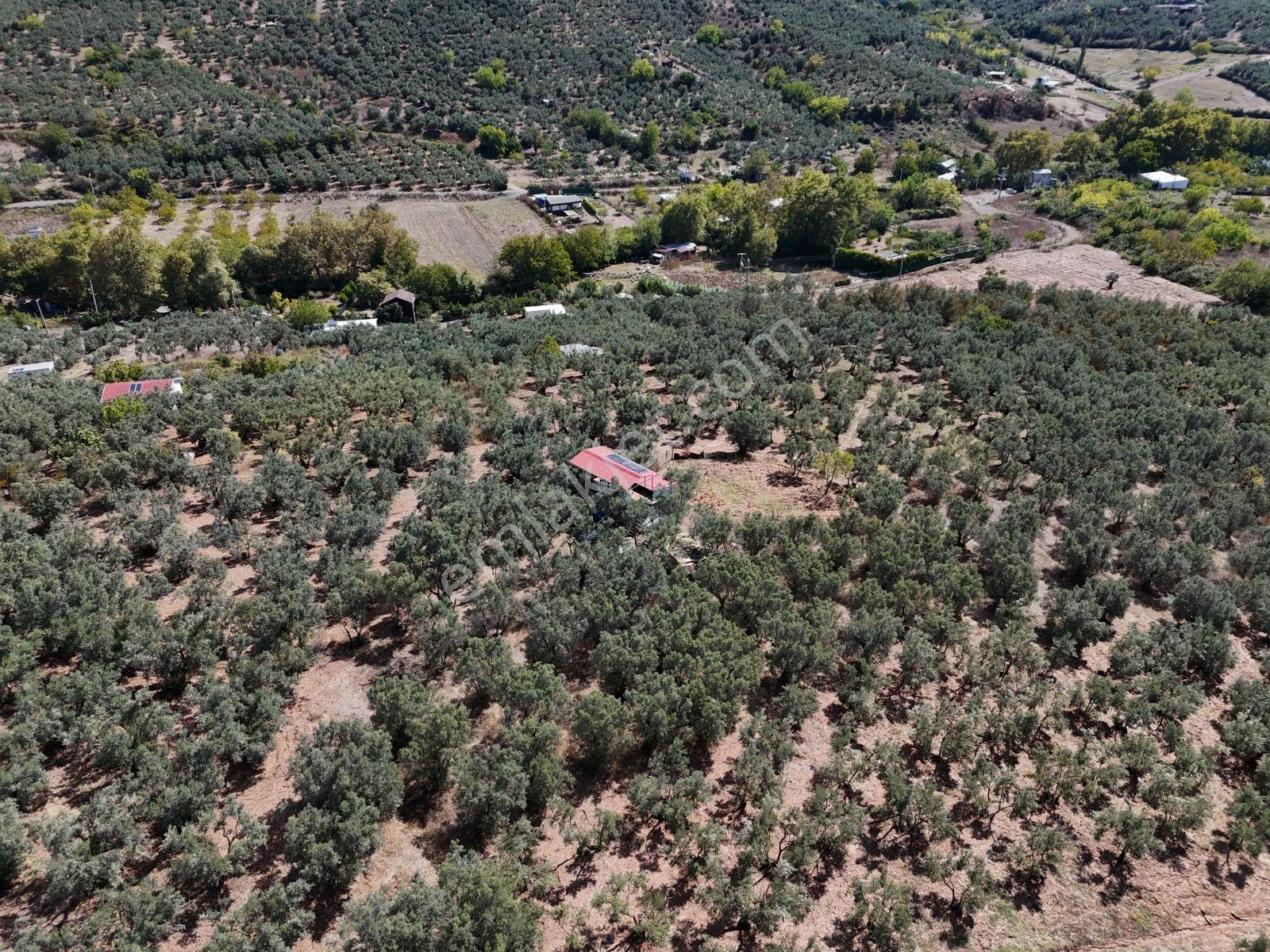 Https://www.sahibinden.com/ilan/emlak-arsa-satilik-bursa-mudanya-derekoy-de-satilik-yatirimlik-zeyti — fotoğraf 17