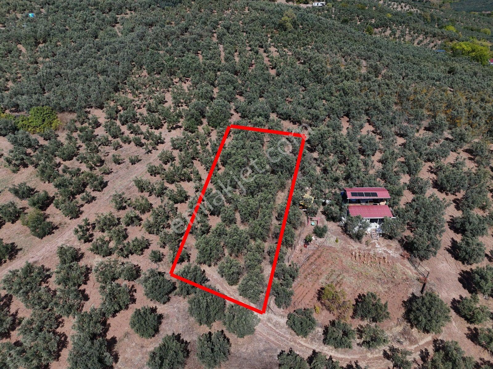 Https://www.sahibinden.com/ilan/emlak-arsa-satilik-bursa-mudanya-derekoy-de-satilik-yatirimlik-zeyti — fotoğraf 18