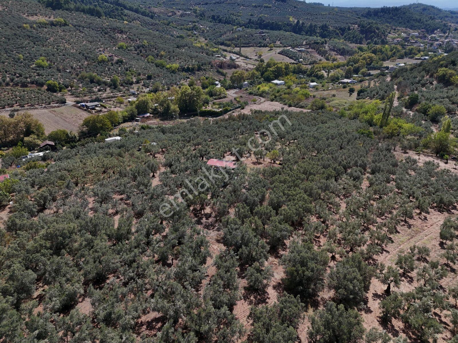 Https://www.sahibinden.com/ilan/emlak-arsa-satilik-bursa-mudanya-derekoy-de-satilik-yatirimlik-zeyti — fotoğraf 19