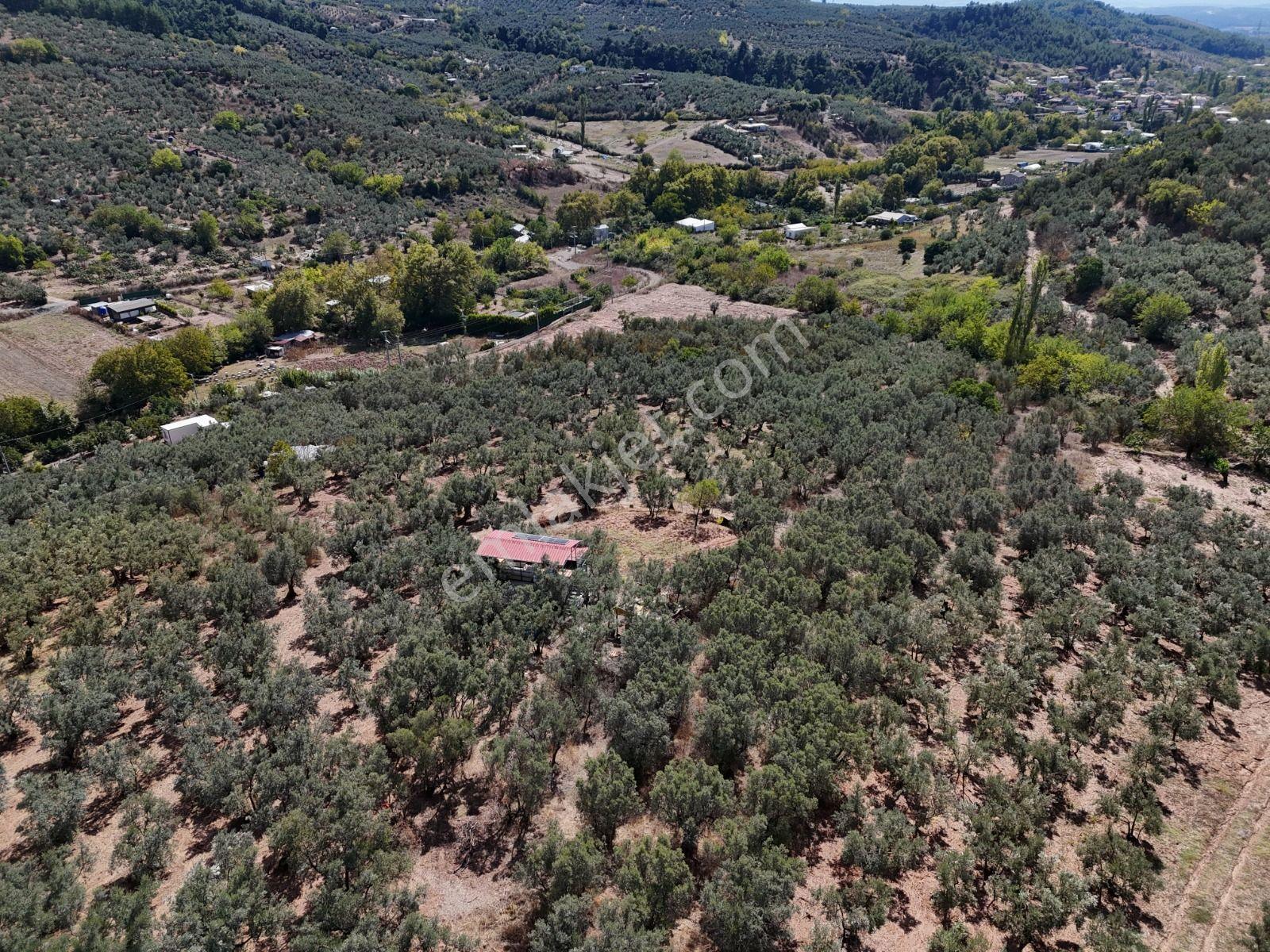 Https://www.sahibinden.com/ilan/emlak-arsa-satilik-bursa-mudanya-derekoy-de-satilik-yatirimlik-zeyti — fotoğraf 20