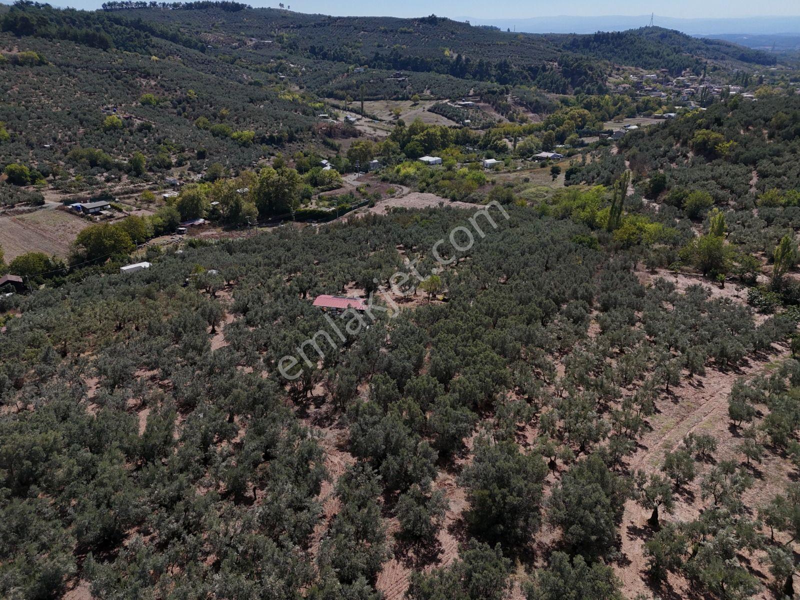 Https://www.sahibinden.com/ilan/emlak-arsa-satilik-bursa-mudanya-derekoy-de-satilik-yatirimlik-zeyti — fotoğraf 22