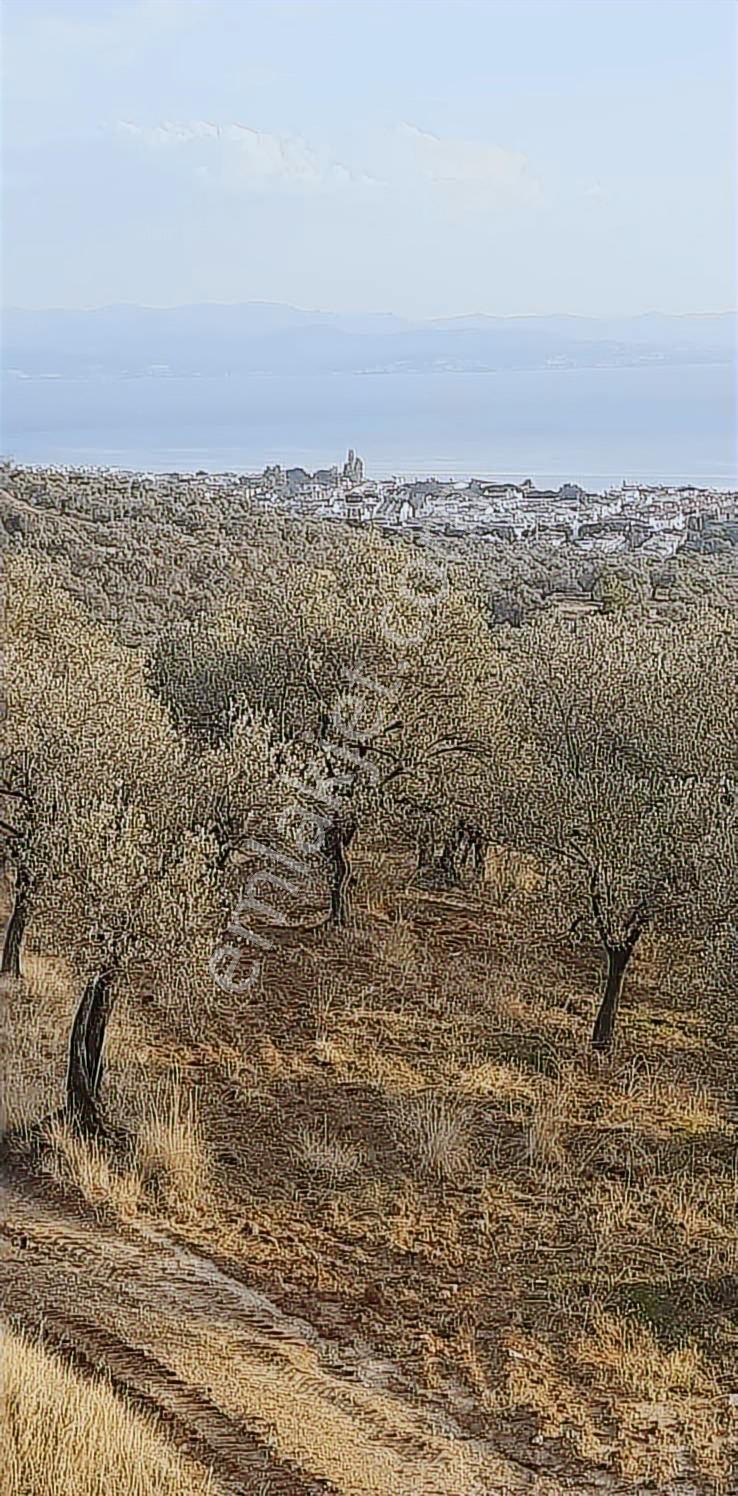 Altınolukta Deniz Manzaralı Zeytin Bahçesi — fotoğraf 2