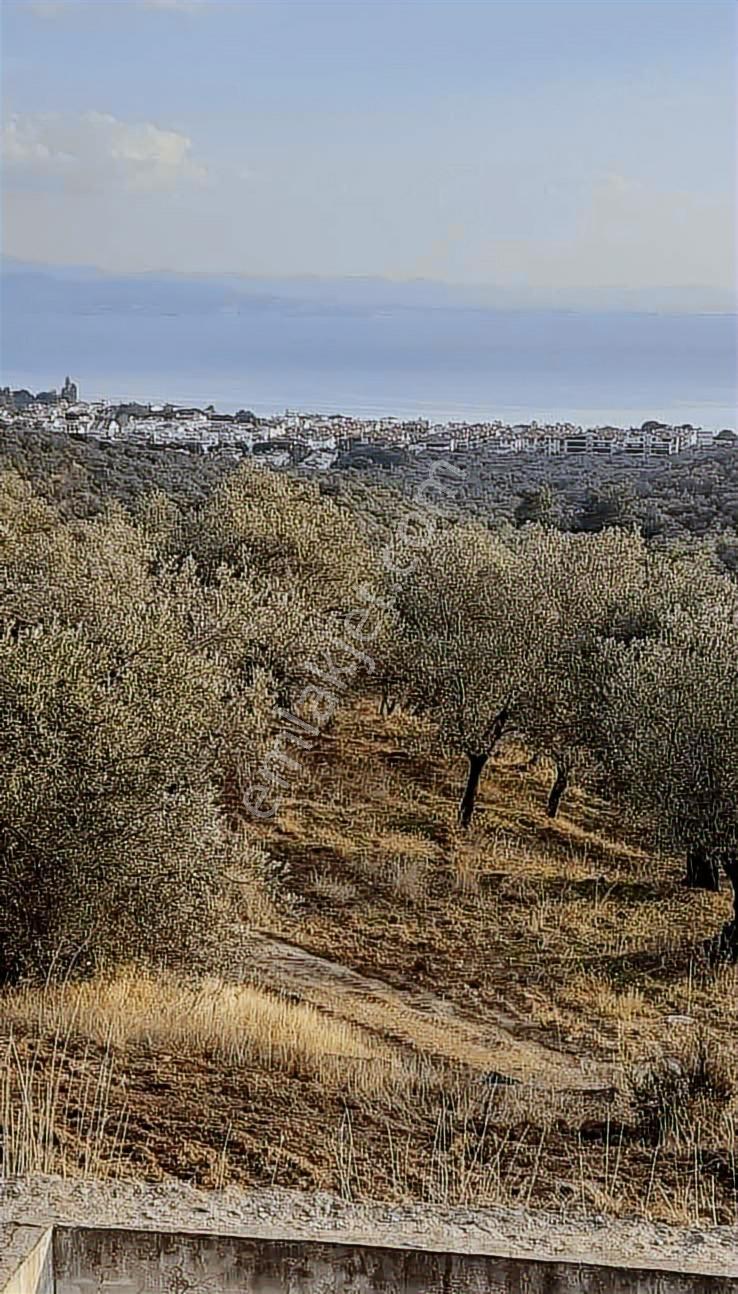 Altınolukta Deniz Manzaralı Zeytin Bahçesi — fotoğraf 3