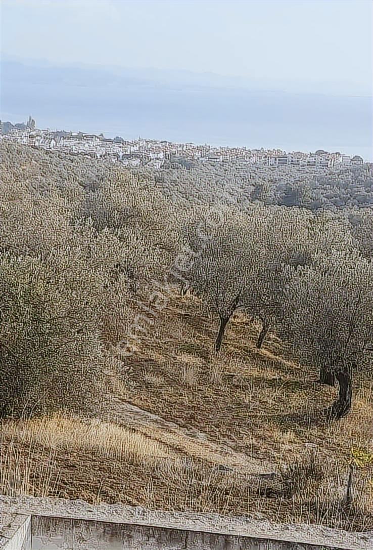 Altınolukta Deniz Manzaralı Zeytin Bahçesi — fotoğraf 4
