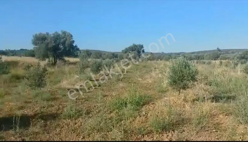 Çanakkale Eceabat Behramlı'da Fidanlarla Ekili 5227 M2 Tek Tapu Tel Örgülü Arsam...
