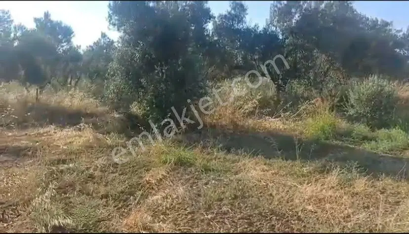 Çanakkale Eceabat Behramlı'da Fidanlarla Ekili 5227 M2 Tek Tapu Tel Örgülü Arsamız — fotoğraf 2