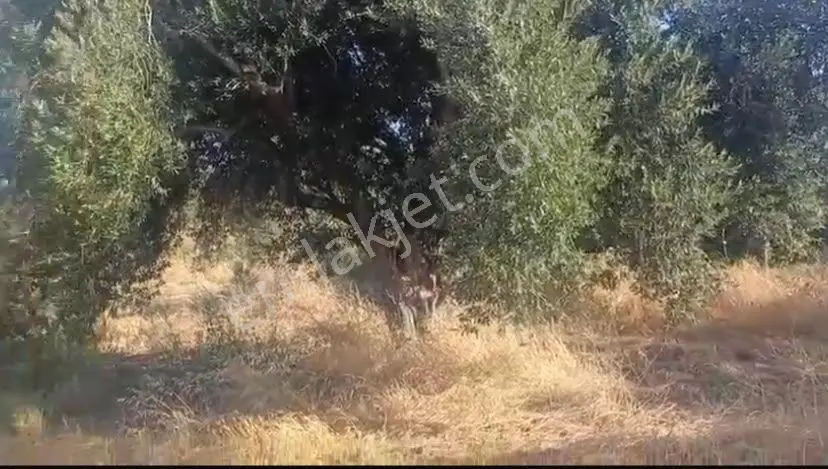 Çanakkale Eceabat Behramlı'da Fidanlarla Ekili 5227 M2 Tek Tapu Tel Örgülü Arsamız — fotoğraf 3