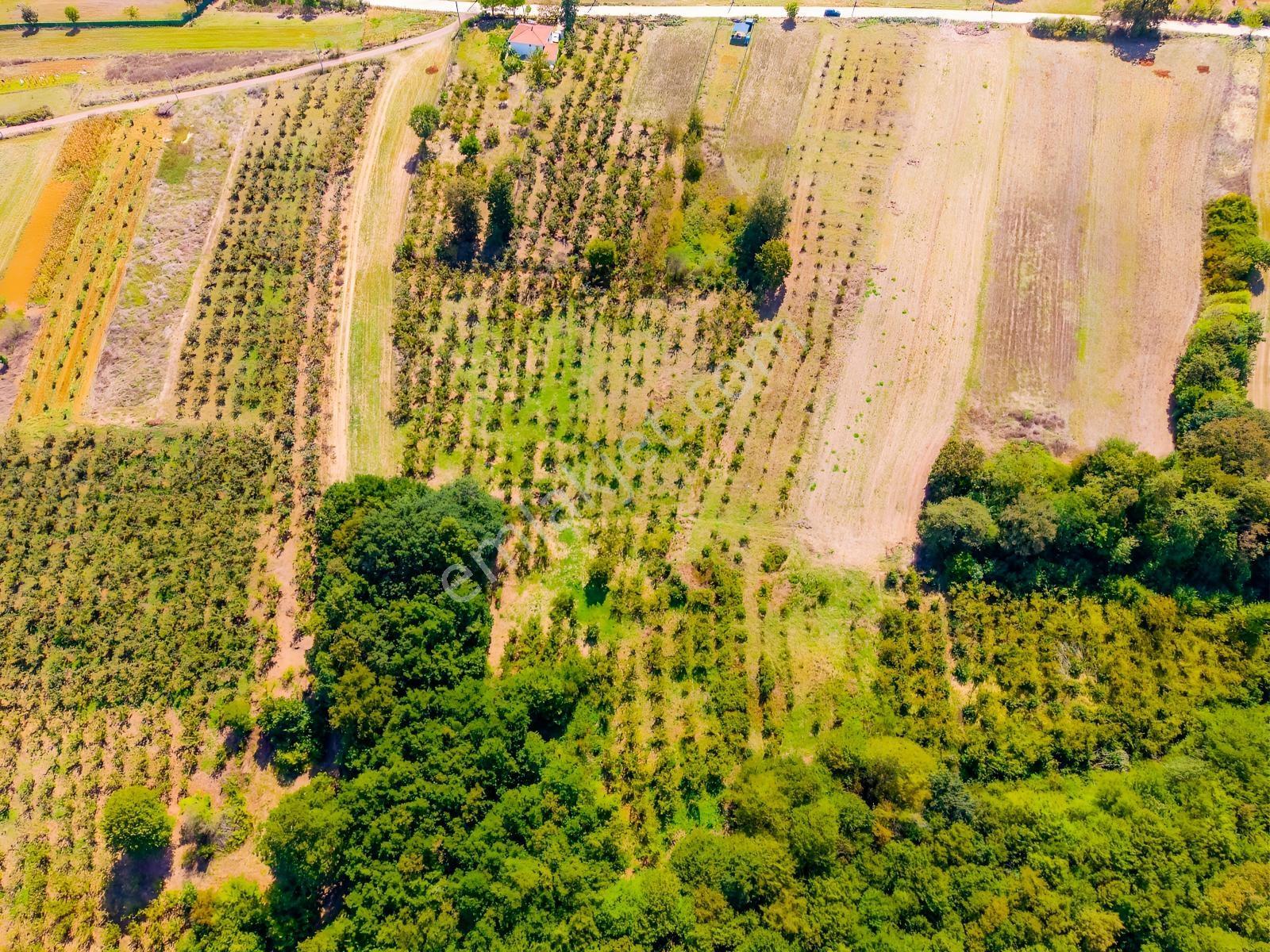 Kandıra Hüdaverdiler'de Asfalta 1 Parsel Yol Hakkı Olan 3.753m² — fotoğraf 13