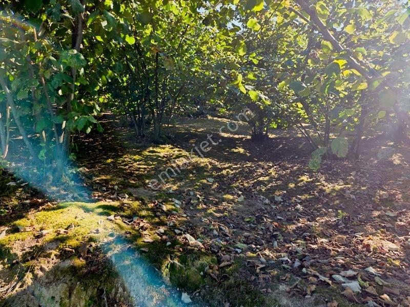 ️ 8 Parsel Satılık Arsa | ٨ قطع أراضٍ للبيع — fotoğraf 12