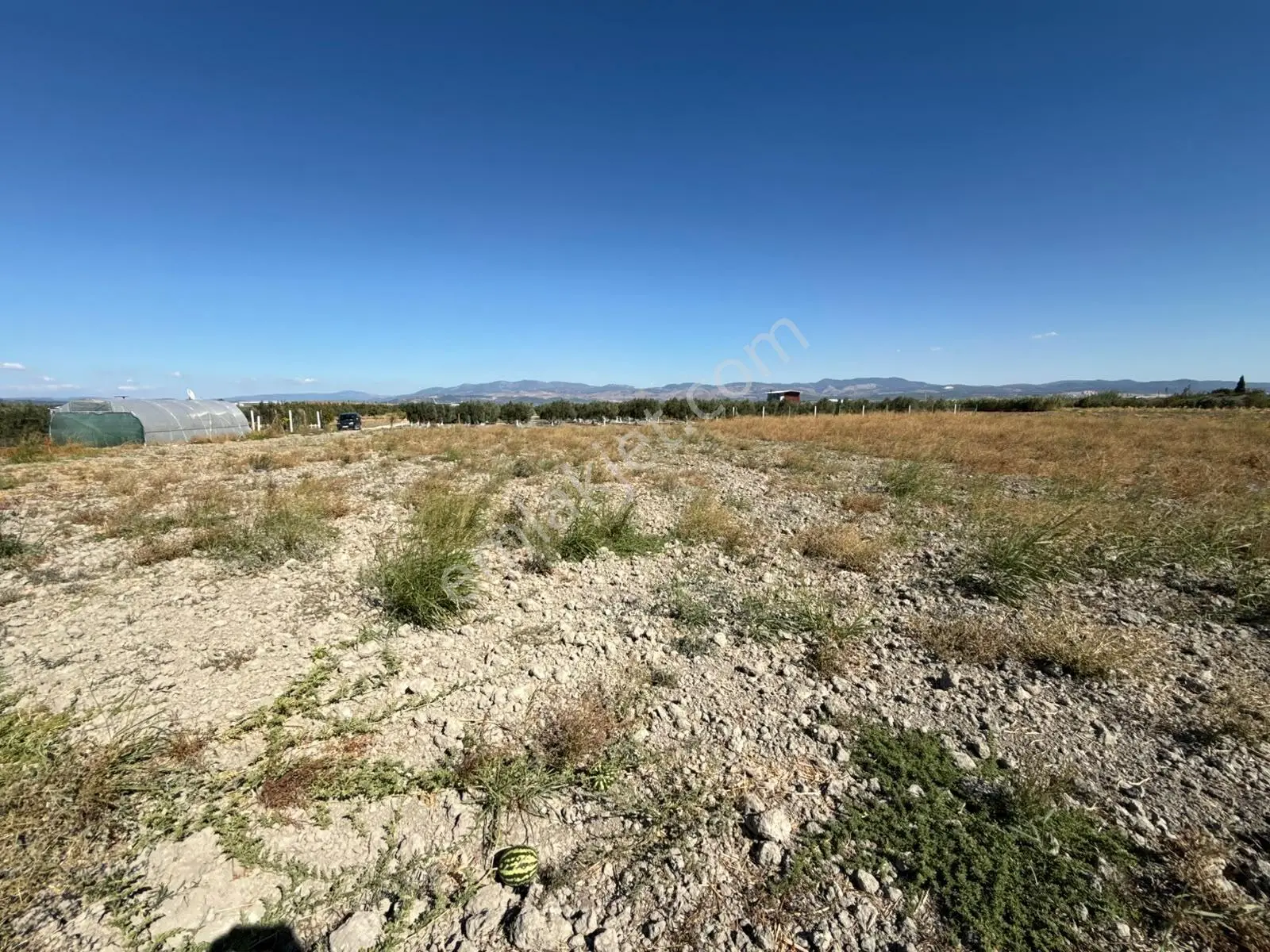 Uzun Emlak'tan Akhisar Eroğlu'da 2250 M2 Tarla ( Acil Satılık ) — fotoğraf 3
