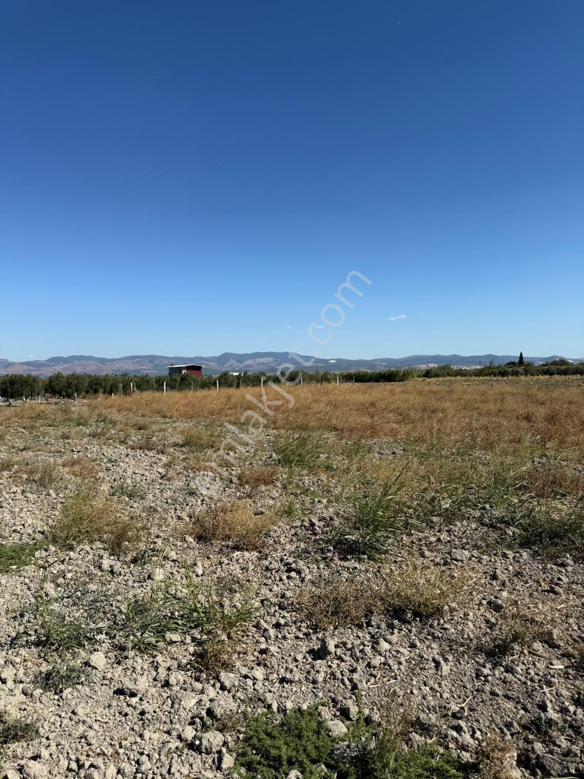 Uzun Emlak'tan Akhisar Eroğlu'da 2250 M2 Tarla ( Acil Satılık ) — fotoğraf 8