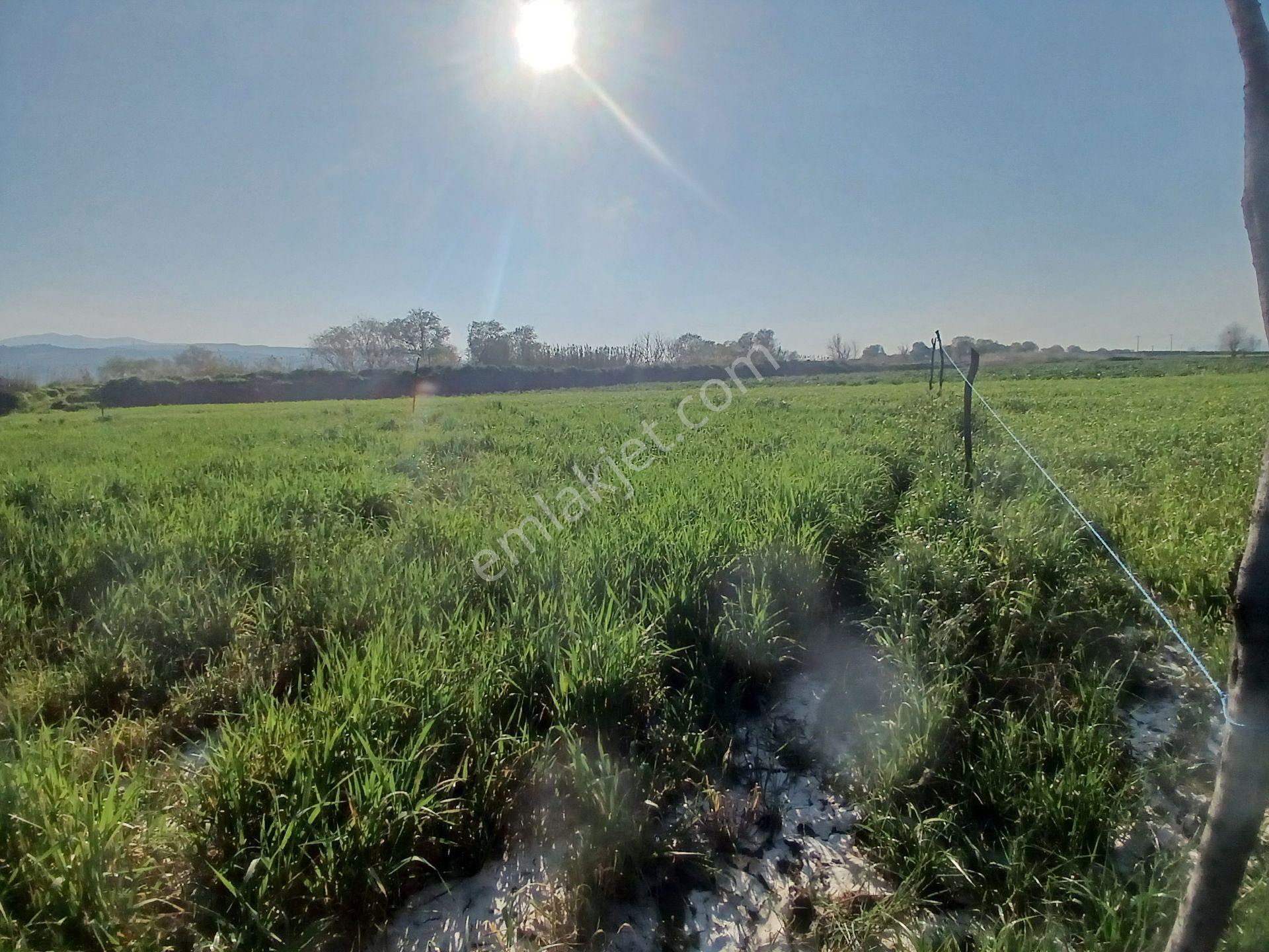 Era'dan Aydın Umurlu Armutlu Yolunda Satılık Tarla — fotoğraf 2