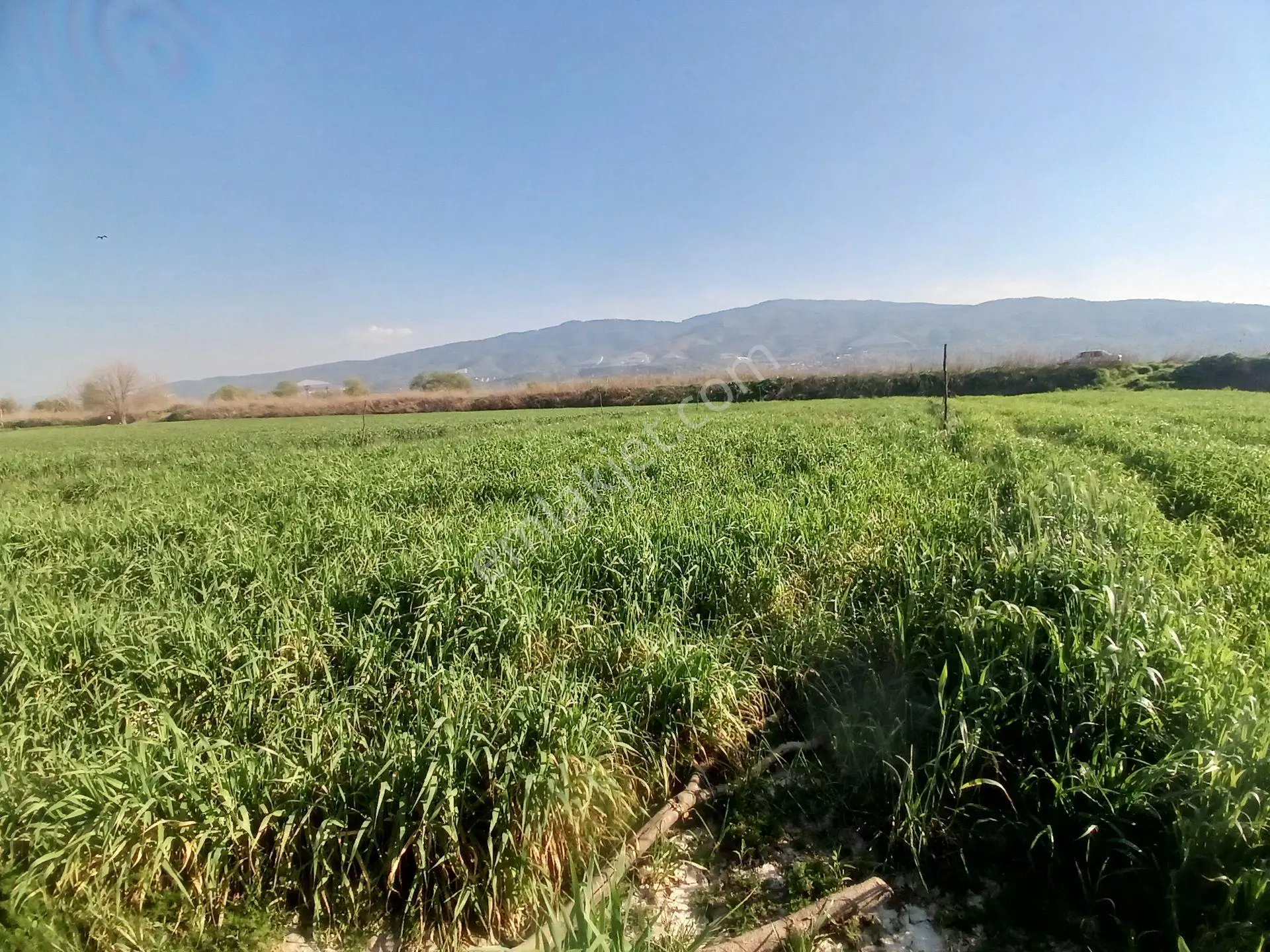 Era'dan Aydın Umurlu Armutlu Yolunda Satılık Tarla — fotoğraf 4
