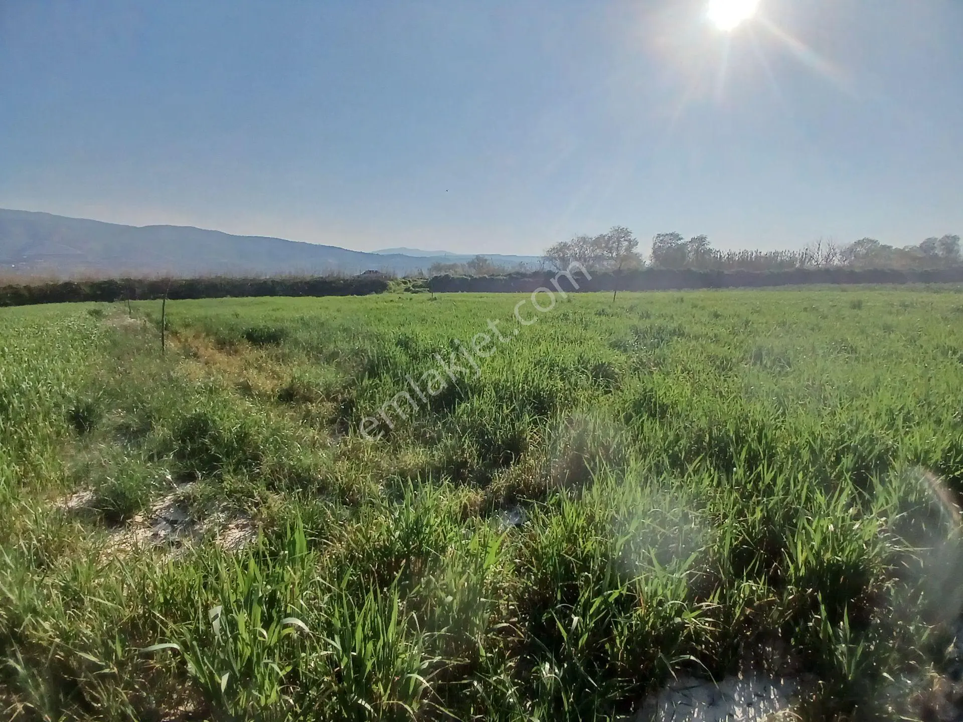 Era'dan Aydın Umurlu Armutlu Yolunda Satılık Tarla — fotoğraf 5
