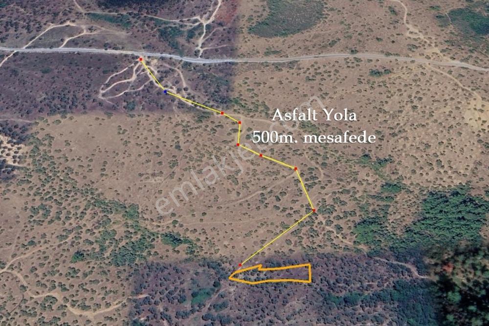 Muğla Milas Kızılcayıkık Satılık Zeytinlik — fotoğraf 4