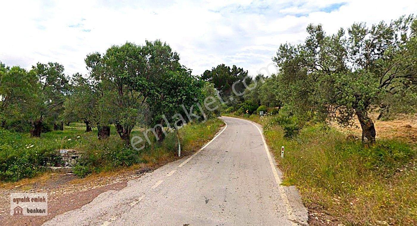 Ayvalık , Murateli Köyüne 1 Km Bakımlı Zeytinlik — fotoğraf 2