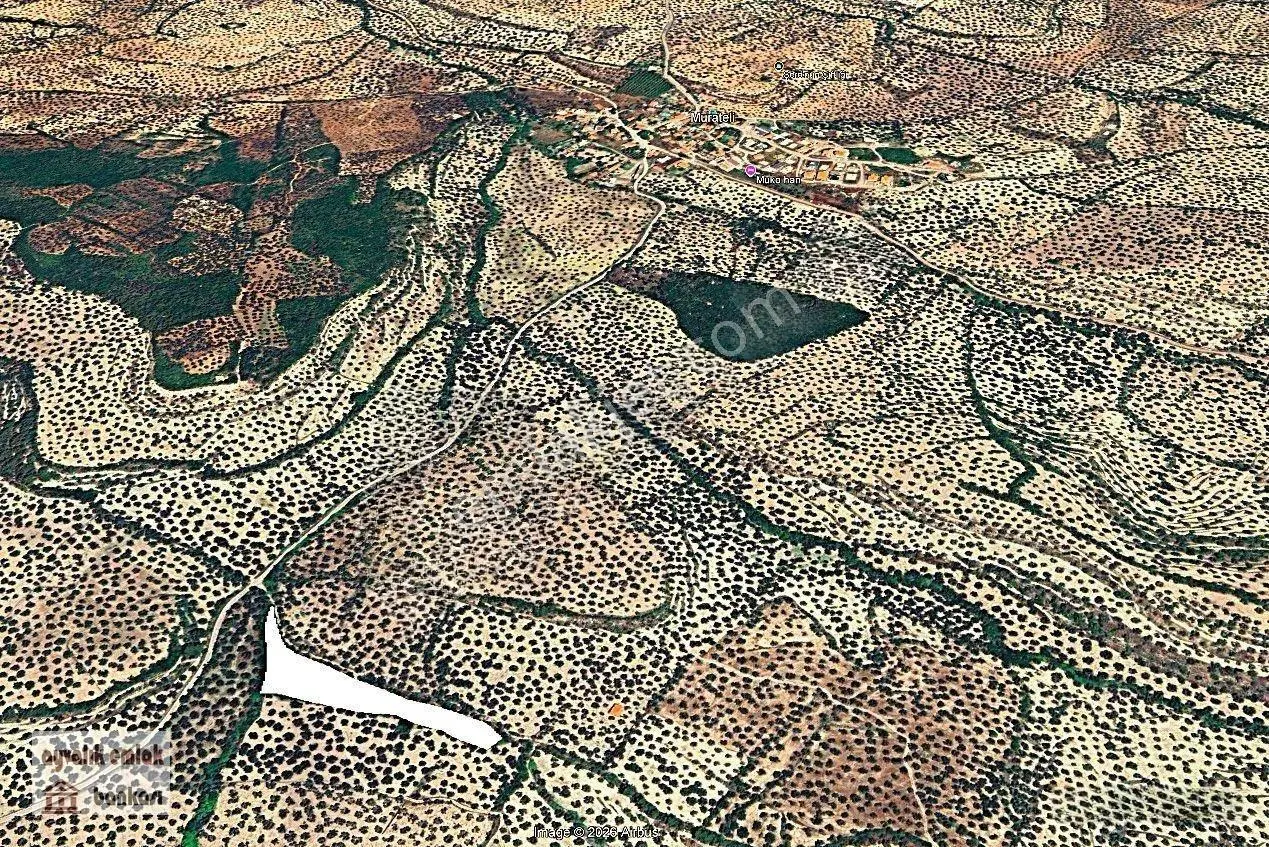 Ayvalık , Murateli Köyüne 1 Km Bakımlı Zeytinlik — fotoğraf 4