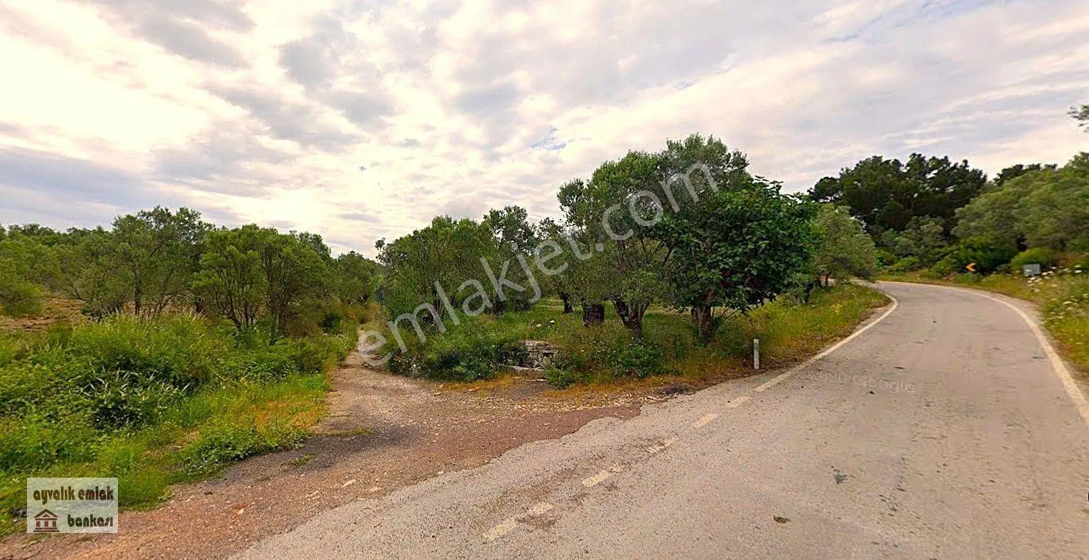 Ayvalık , Murateli Köyüne 1 Km Bakımlı Zeytinlik — fotoğraf 5
