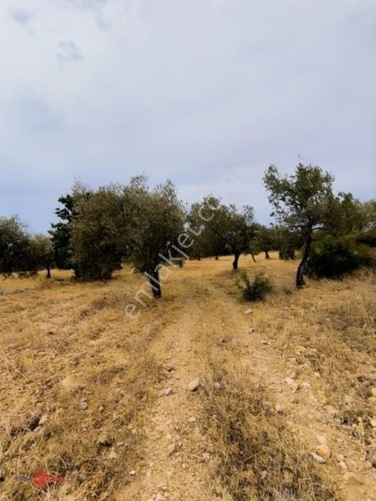 Yatırım Değeri Yüksek Zeytinlik — fotoğraf 2