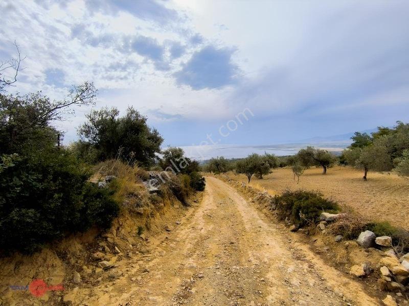 Yatırım Değeri Yüksek Zeytinlik — fotoğraf 4