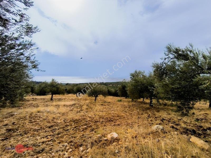 Yatırım Değeri Yüksek Zeytinlik — fotoğraf 12