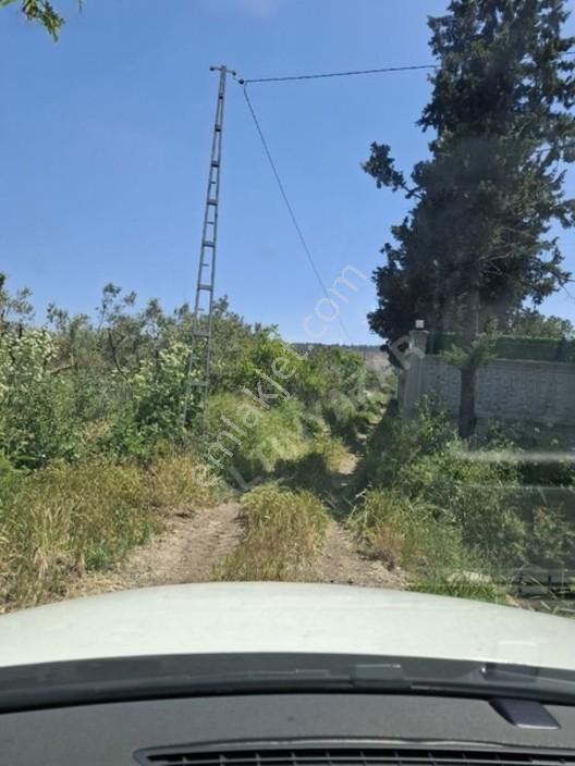 Foça Yeniköyde 367 M2 Zeytinlik Satılıktır