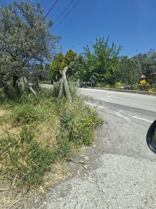Foça Yeniköyde 367 M2 Zeytinlik Satılıktır — fotoğraf 2