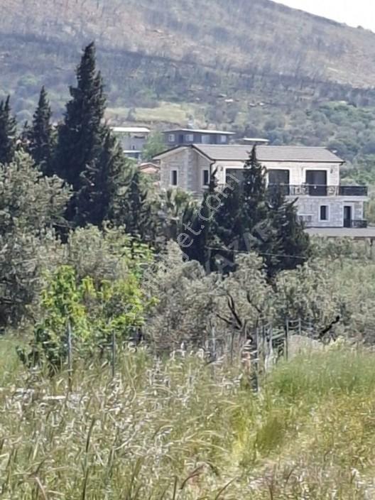 Foça Yeniköyde 367 M2 Zeytinlik Satılıktır — fotoğraf 3