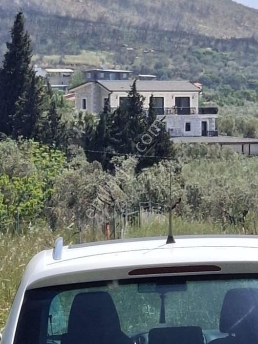 Foça Yeniköyde 367 M2 Zeytinlik Satılıktır — fotoğraf 4