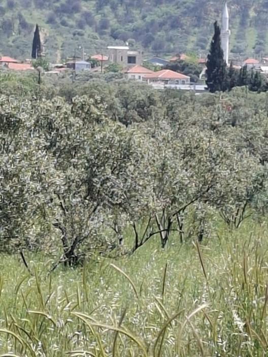 Foça Yeniköyde 367 M2 Zeytinlik Satılıktır — fotoğraf 5