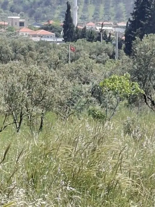 Foça Yeniköyde 367 M2 Zeytinlik Satılıktır — fotoğraf 6
