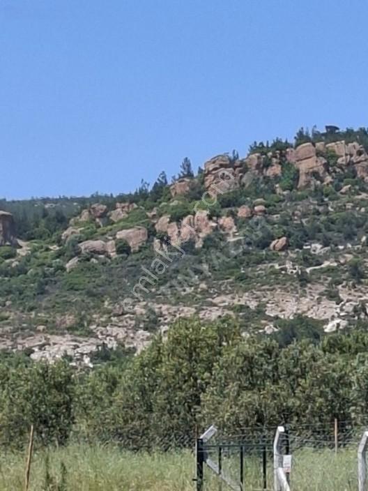 Foça Yeniköyde 367 M2 Zeytinlik Satılıktır — fotoğraf 7