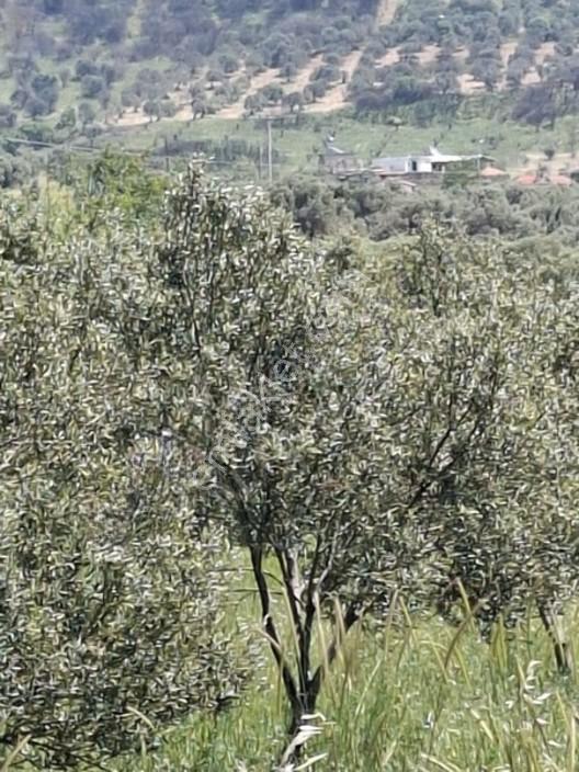 Foça Yeniköyde 367 M2 Zeytinlik Satılıktır — fotoğraf 8