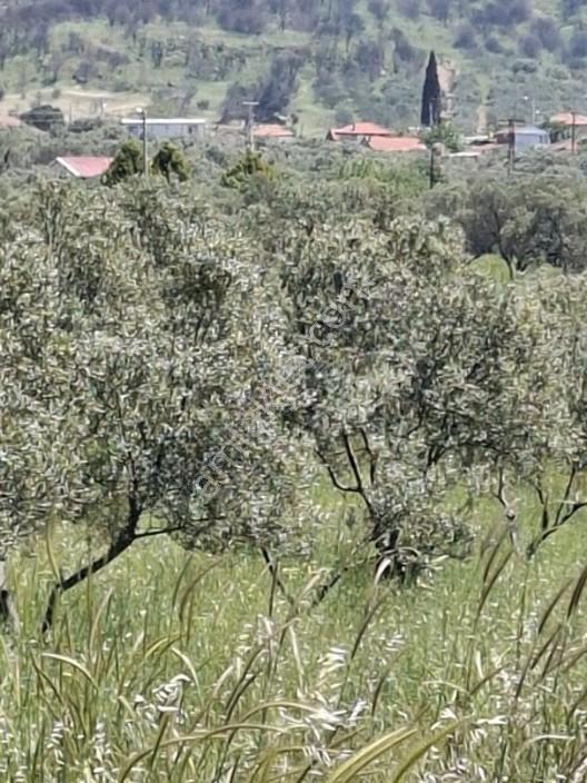 Foça Yeniköyde 367 M2 Zeytinlik Satılıktır — fotoğraf 9