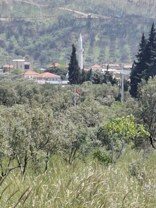 Foça Yeniköyde 367 M2 Zeytinlik Satılıktır — fotoğraf 10
