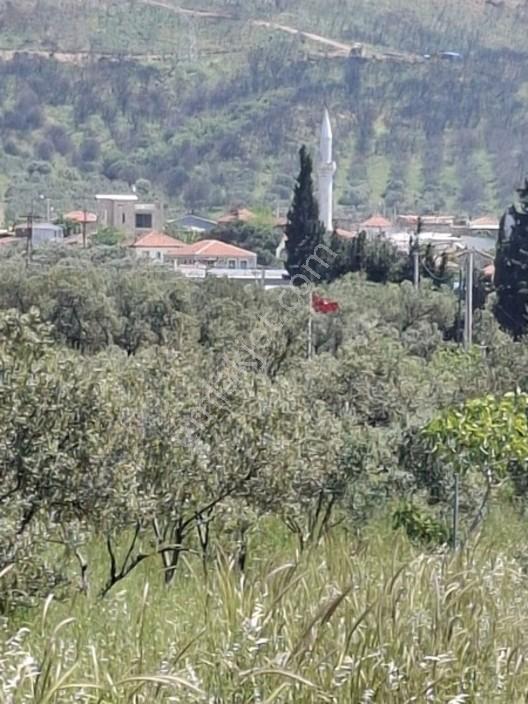 Foça Yeniköyde 367 M2 Zeytinlik Satılıktır — fotoğraf 11