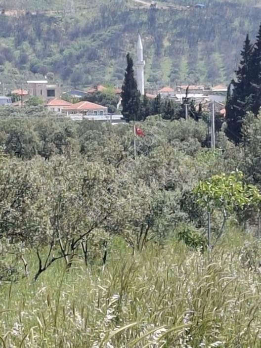 Foça Yeniköyde 367 M2 Zeytinlik Satılıktır — fotoğraf 12